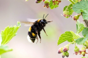 Джмеля Джмеля